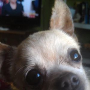 Meet your Posher, Joni